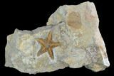Ordovician Starfish (Petraster?) Fossil - Morocco #100076-1